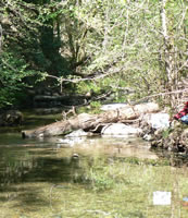 riparian vegetation