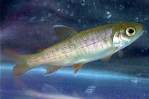 young coho salmon