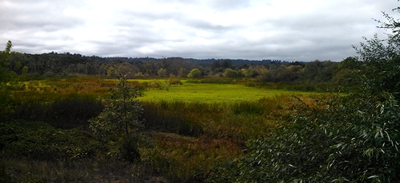 View of Green Valley Marsh