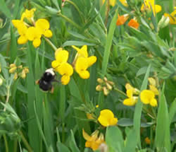 Student planting pollinator-beneficial plants at her grammar school 