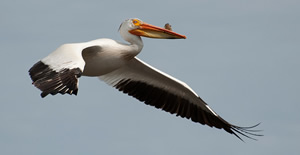 Pelican in flight