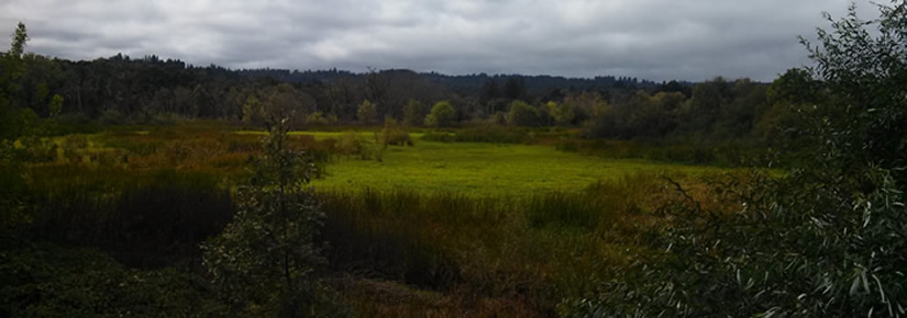 Atascadero Marsh