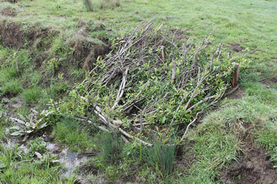 willow mattress planted to stabilize streambank