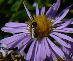 native bee on flower 